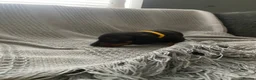 Miniature Dachshund dogs for sale: Beautiful Black and Tan miniature dachshund  - Advert 6