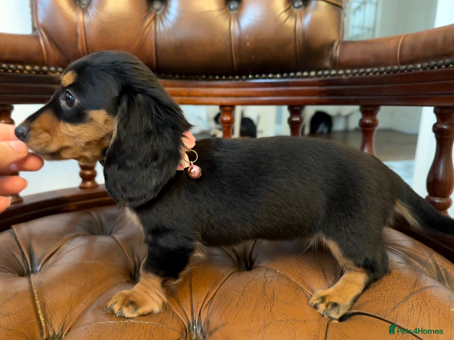 Miniature Dachshund dogs Beautiful LH Miniature Dachshund Pups - Advert 2