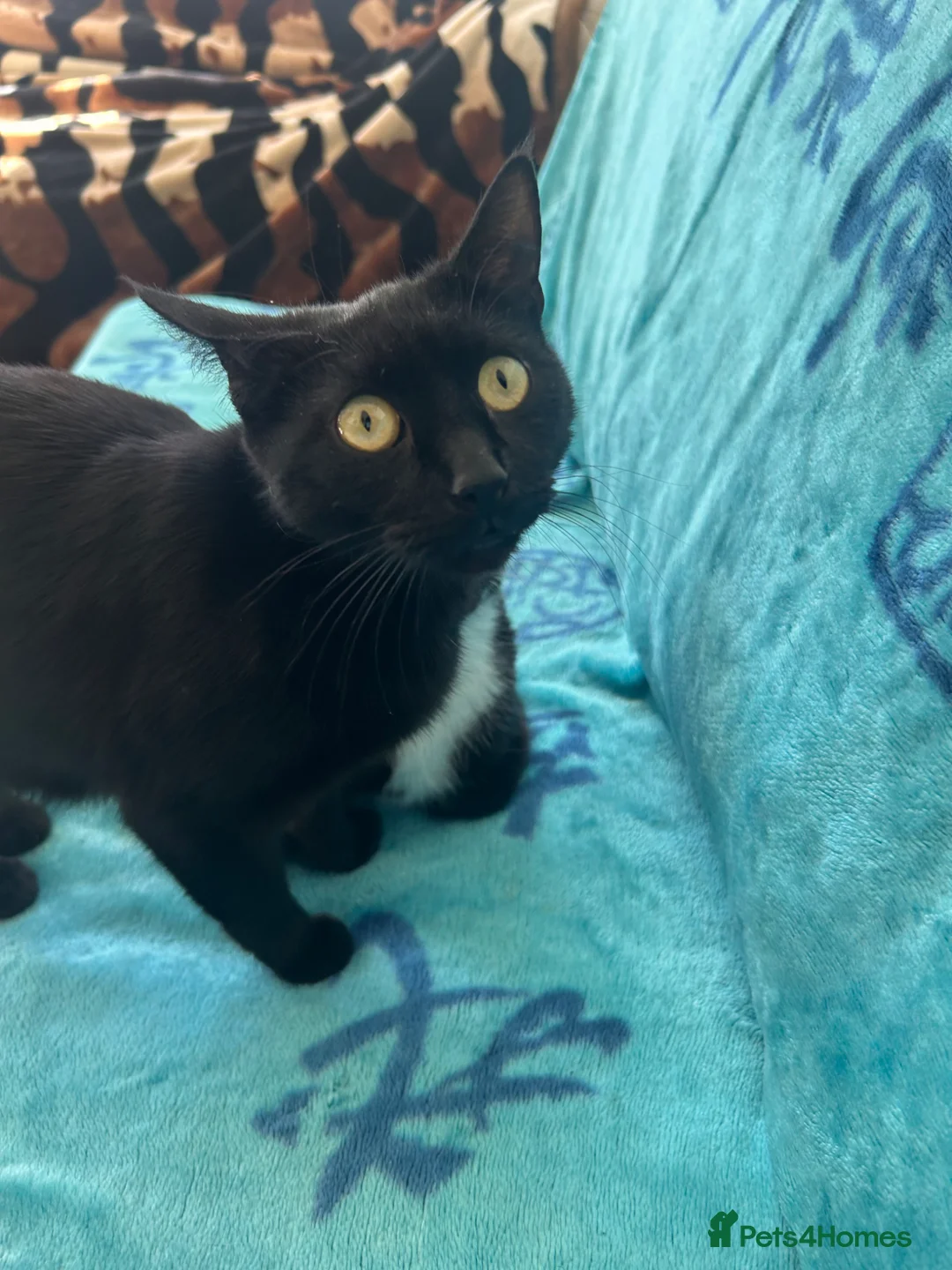 Mixed Breed cats for sale: Black Cat - Advert 2