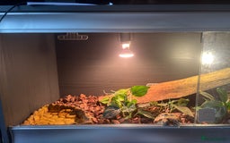 Tortoise reptiles for sale: Horsefield Tortoise  - Image 3
