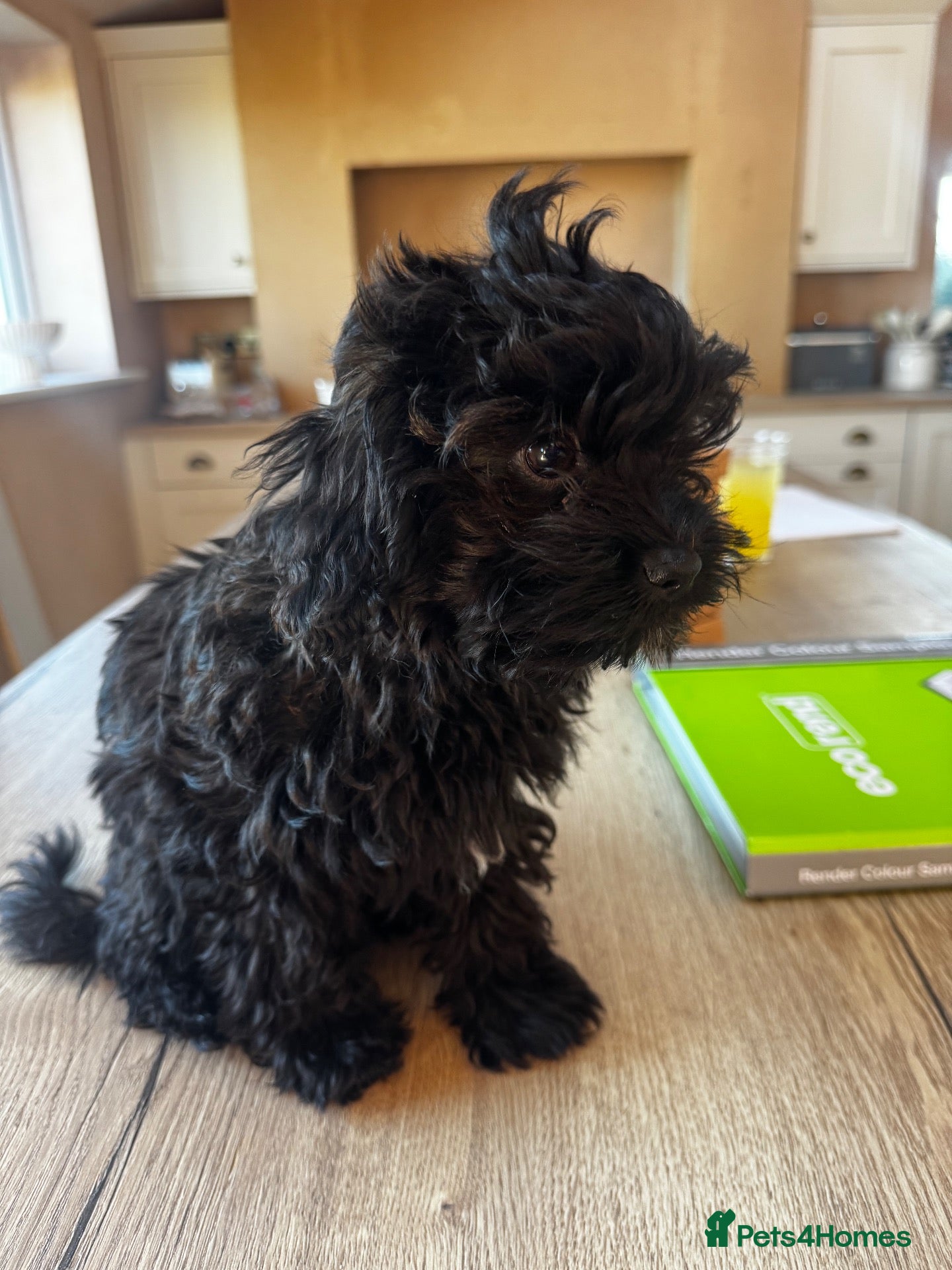 Mixed Breed dogs READY TO GO Rare Mikipoo puppy  - Advert 2