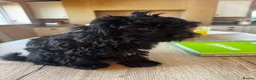 Mixed Breed dogs for sale: READY TO GO Rare Mikipoo puppy  - Advert 2