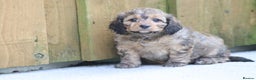 Cockapoo dogs for sale: Cockapoo puppies for sale!  - Advert 24