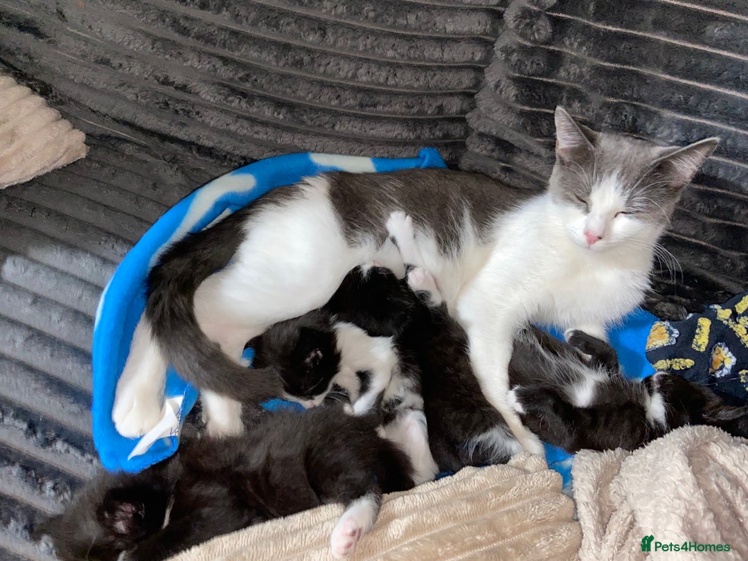 Domestic Shorthair cats for sale: Female kittens - Image 7
