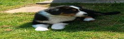 Australian Shepherd dogs for sale: The last beautiful female Australian Shepherd in Poole - Advert 30