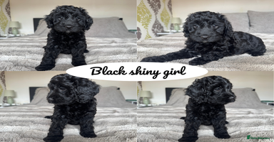 Cockapoo dogs - Advert 4