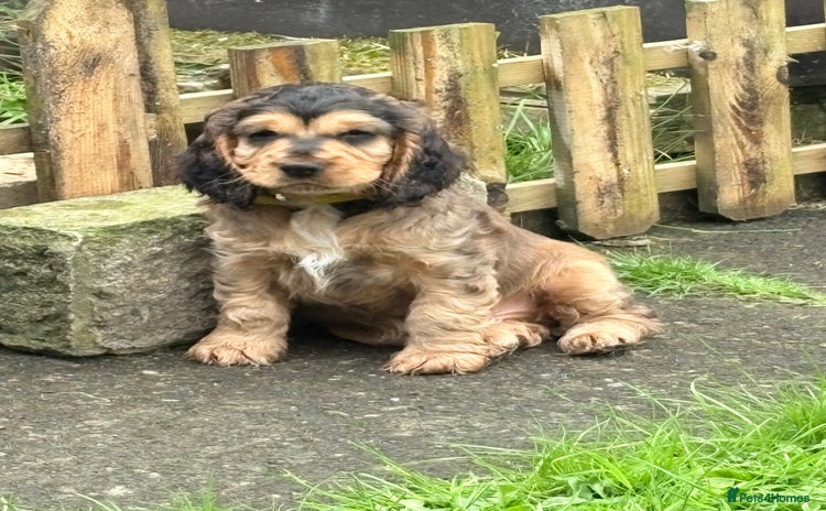 Cocker Spaniel dogs - Advert 5
