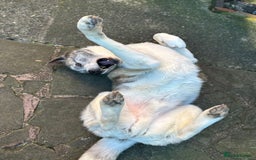 Akita dogs for sale: 8 year old American Akita - Image 6