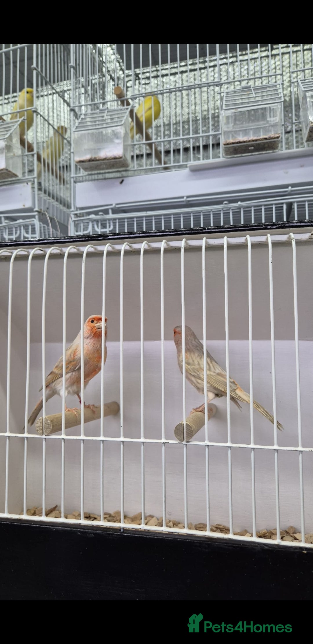 Canaries birds for sale: Canaries for sale - Advert 28