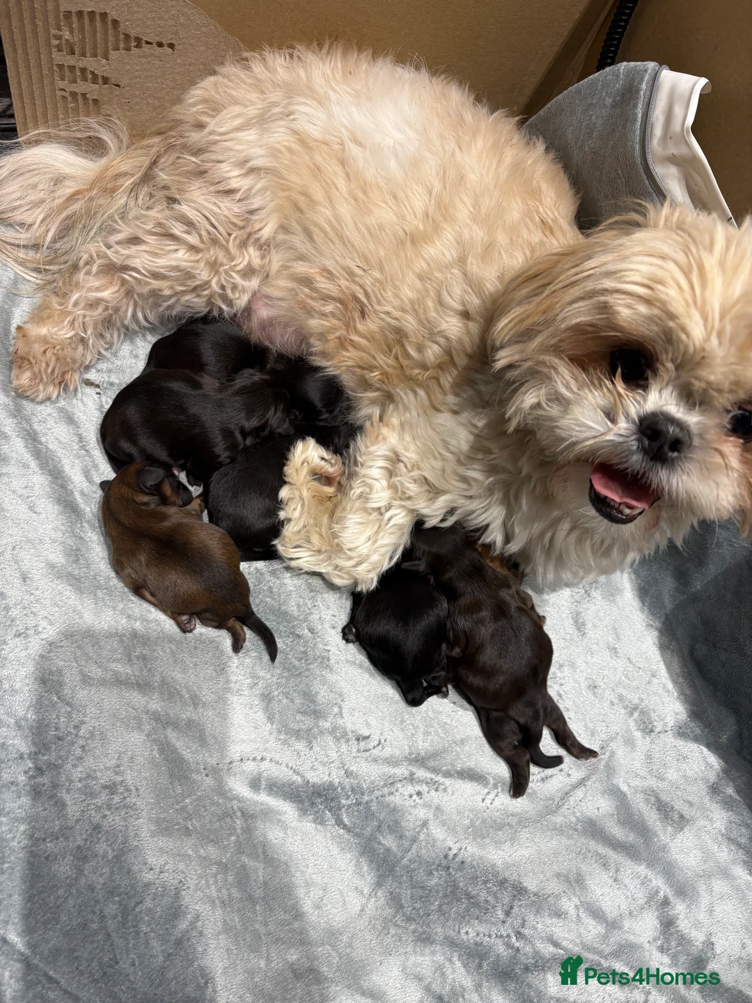 Shihpoo dogs for sale: Shihpoo f1 puppies  🩷🩷 - Advert 6