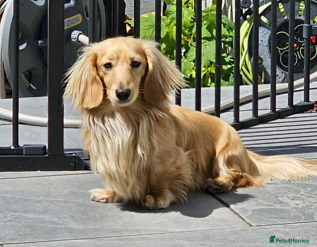 Miniature Dachshund dogs for stud: Dna and ivdd screened Mini Dachshund  in Southampton - Advert 2