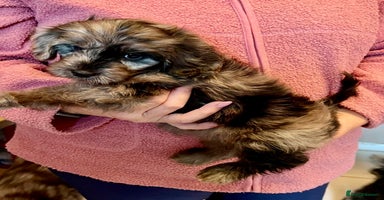 Cavapoo dogs - Advert 3