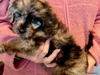 Cavapoo dogs - Advert 9