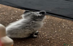 Pomeranian dogs for sale: Merle Pom boy - Image 1