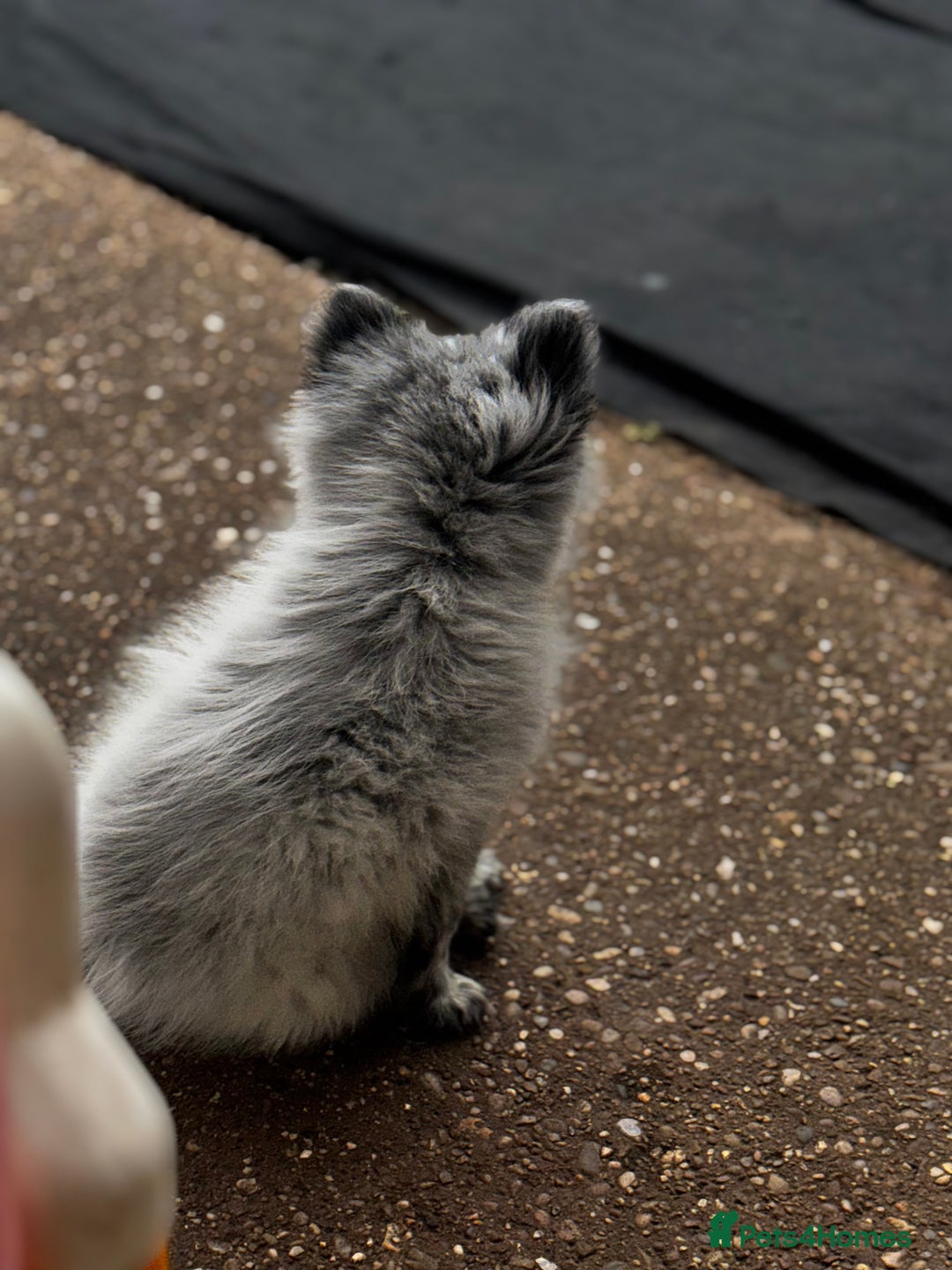 Pomeranian dogs for sale: Merle Pom boy - Image 1