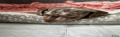 Miniature Dachshund 4