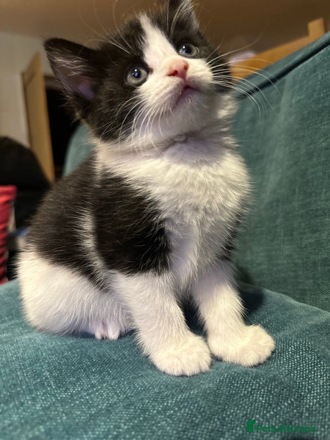 British Shorthair cats for sale: Beautiful tuxedo kittens - Image 9