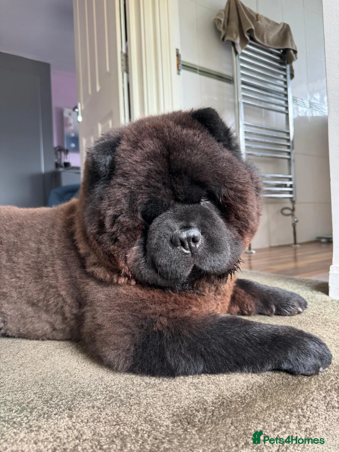 Chow Chow dogs for stud: GLORIOUS KONG for Stud! 🦍 - Advert 2