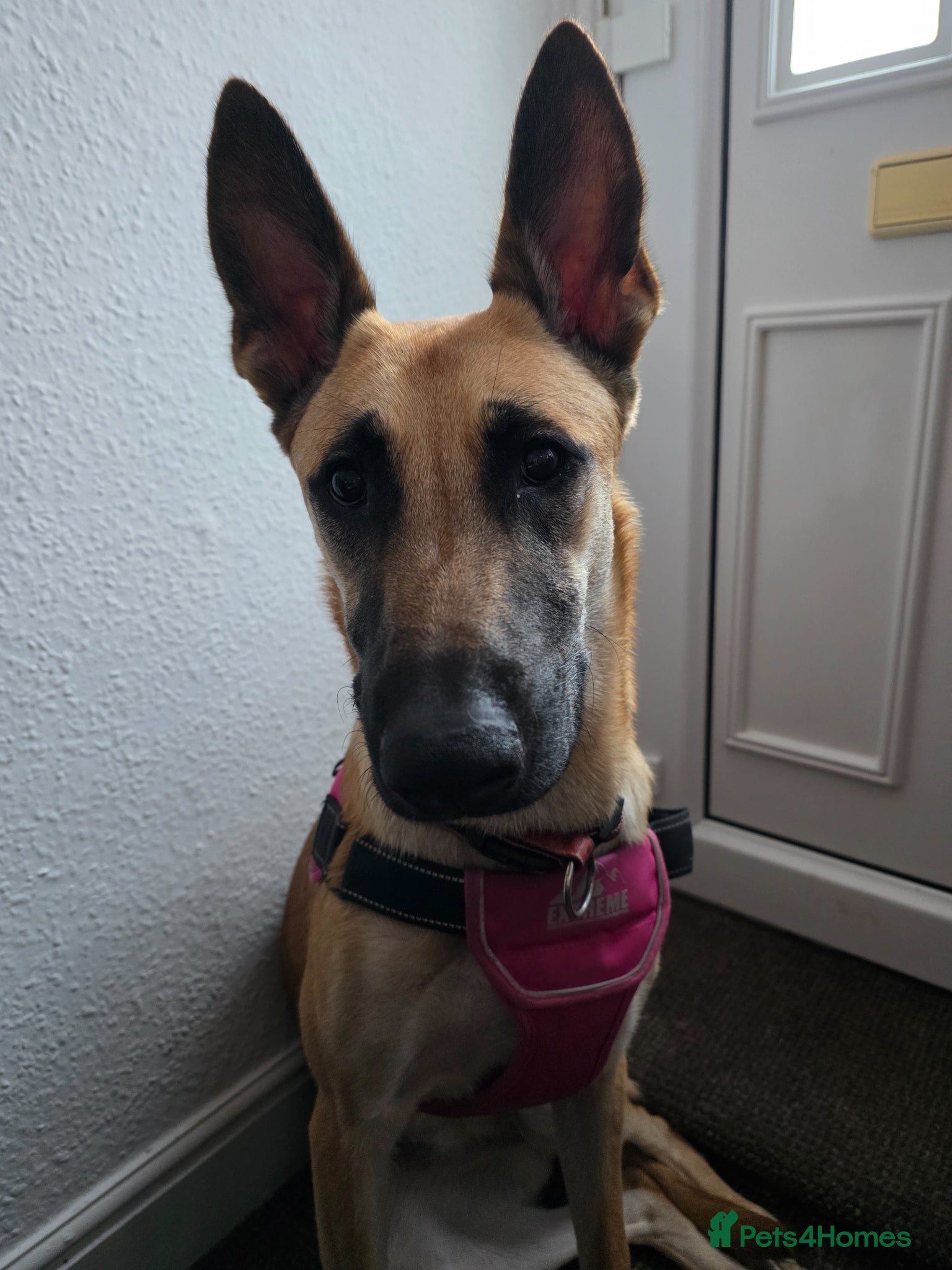 Belgian Shepherd Dog dogs 8 month old female Belgian Shepherd  - Advert 6