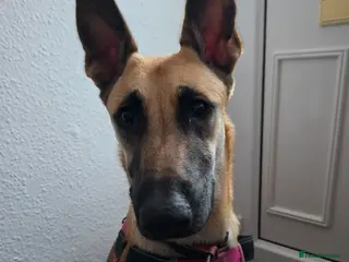 Belgian Shepherd Dog dogs 8 month old female Belgian Shepherd - Advert 18