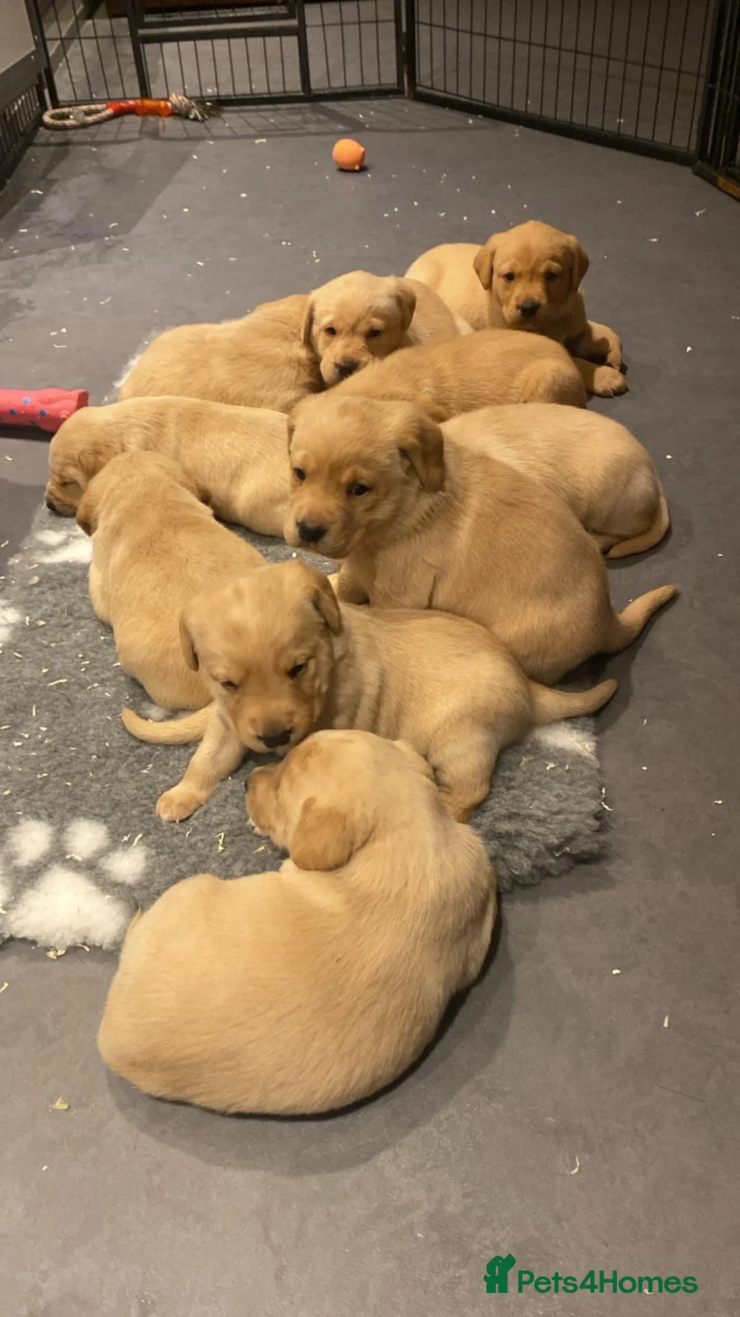Labrador Retriever dogs for sale: Yellow/Fox Red Labrador puppies - Advert 7