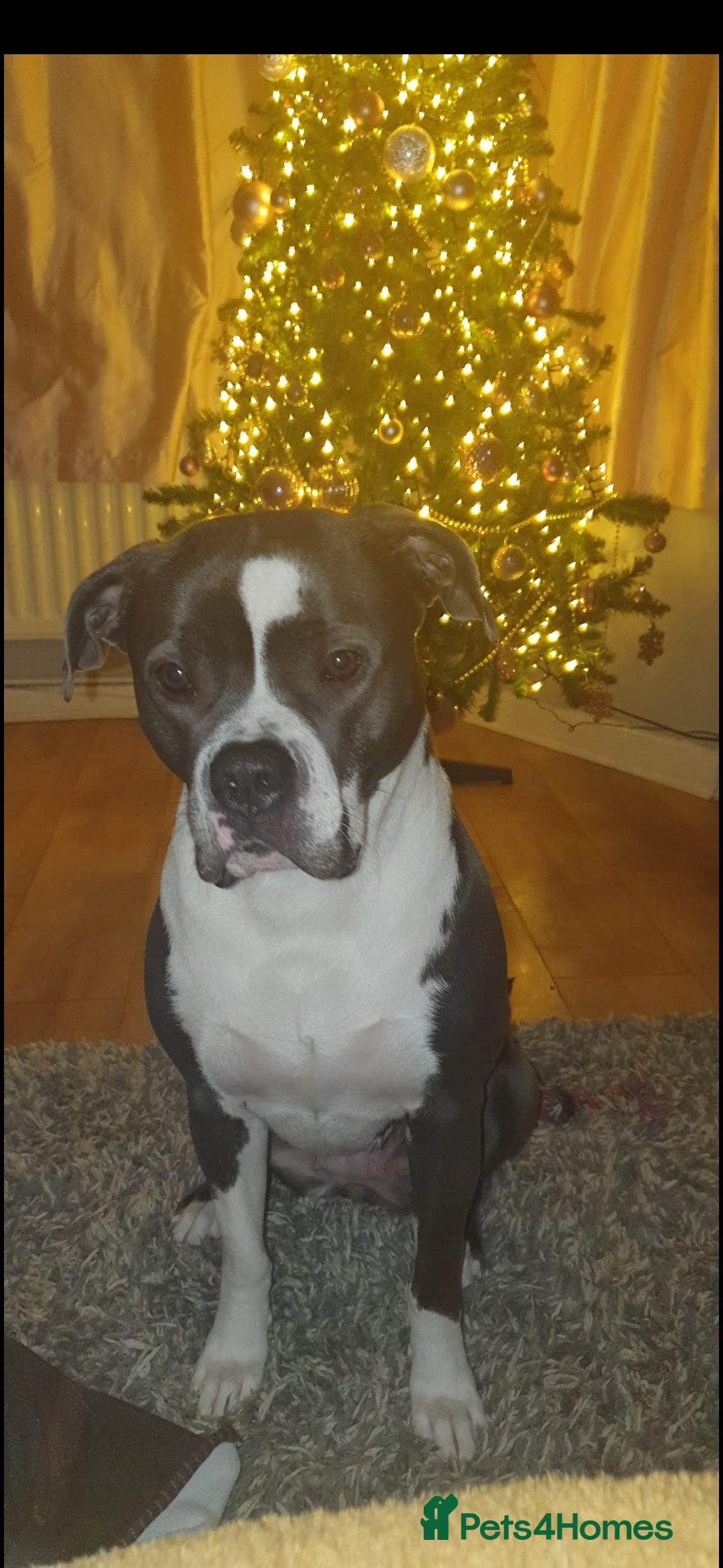 Mixed Breed dogs for sale: Mixed bully bread  - Advert 2