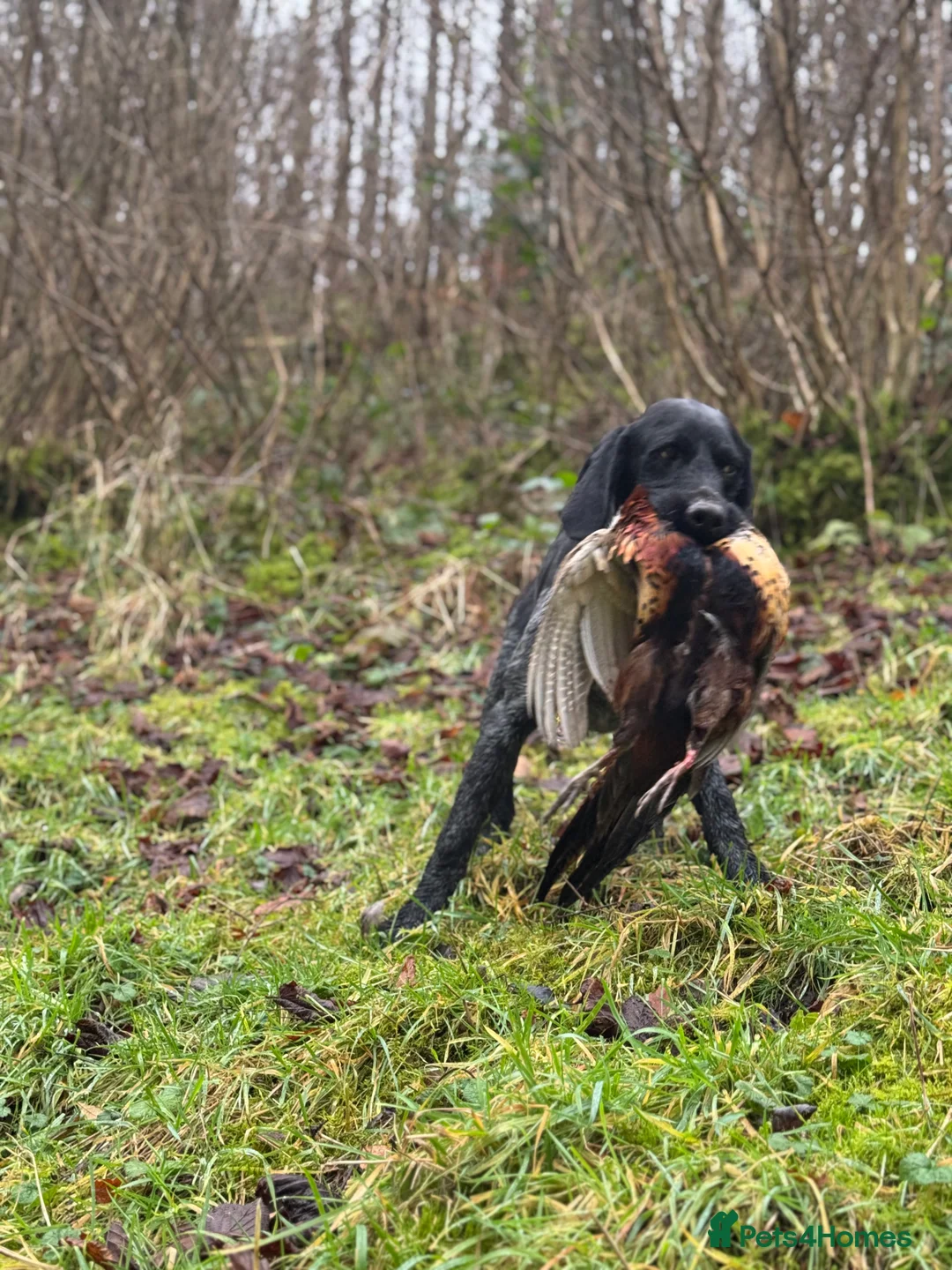 German Wirehaired Pointer dogs for stud: Black ticked GWP standing at Stud in Harrogate - Advert 21