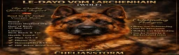 German Shepherd dogs for sale: Gorgeous German Shepherd Puppies For Sale - Advert 23
