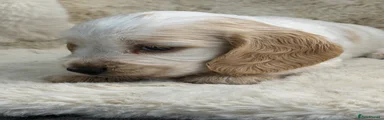 Cocker Spaniel 4