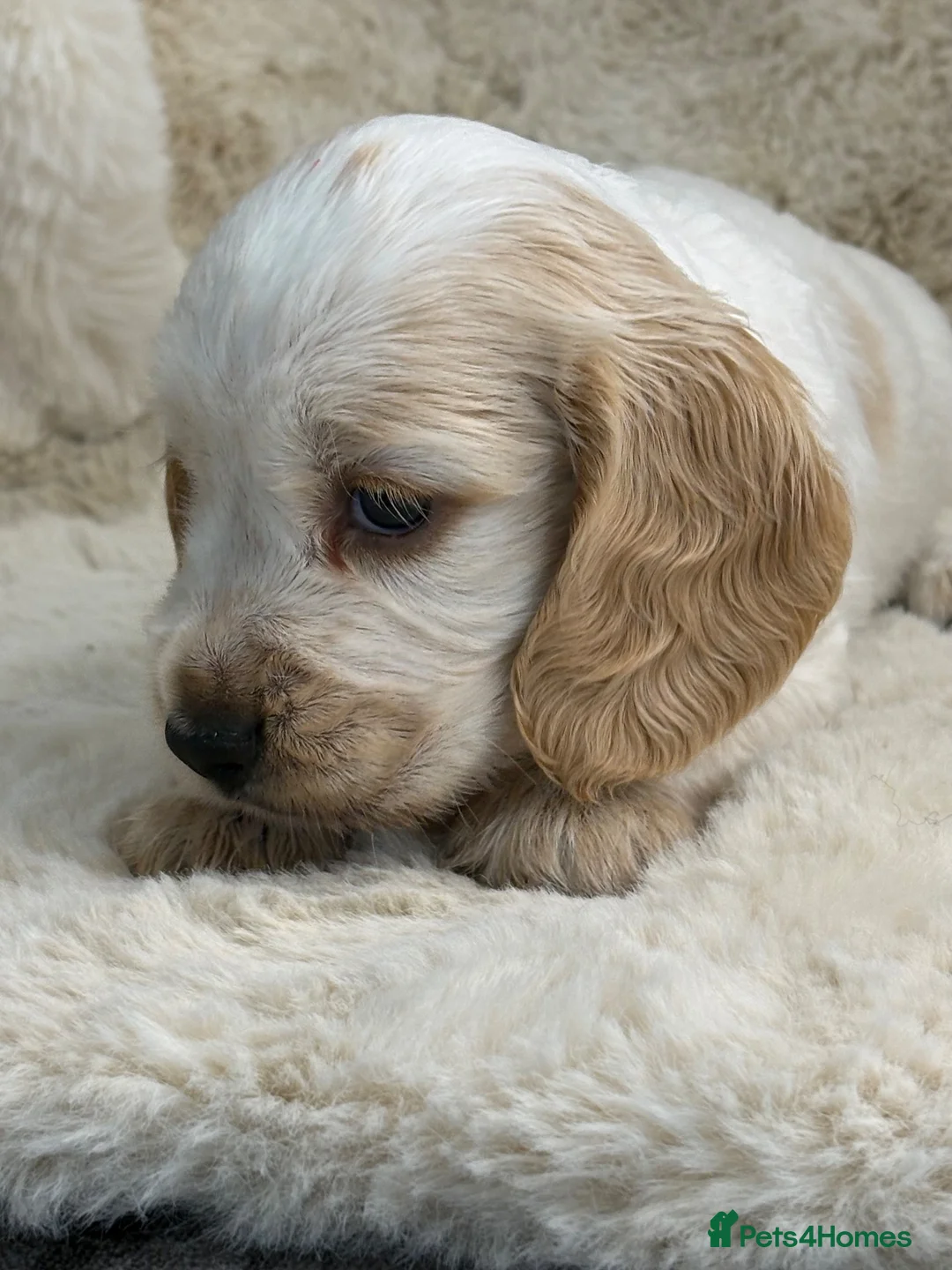 Cocker Spaniel dogs for sale: Extensively health tested show cocker spaniel pups - Advert 24
