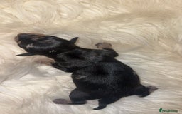 Chiweenie dogs for sale: Gorgeous Mini Dachshund X Puppies🐾 - Image 7