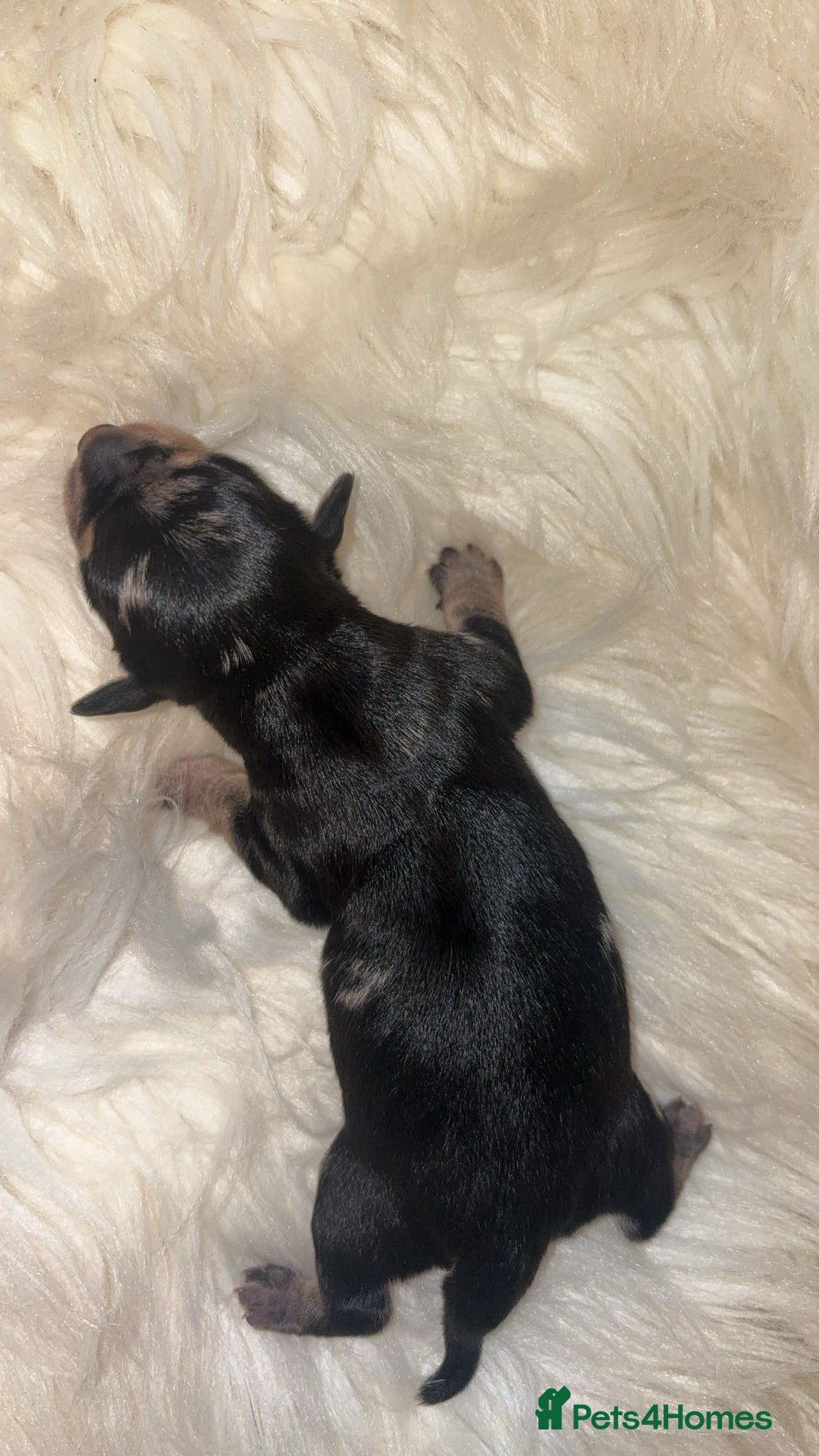 Chiweenie dogs for sale: Gorgeous Mini Dachshund X Puppies🐾 - Image 7