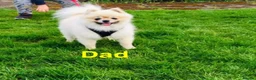 Pomeranian dogs for sale: KC reg Beautiful Teddy bear Pomeranian girls - Advert 16