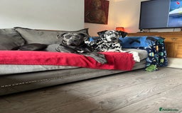 Mixed Breed dogs for sale: Cane corso X Dalmatian - Corsomatian  - Image 14