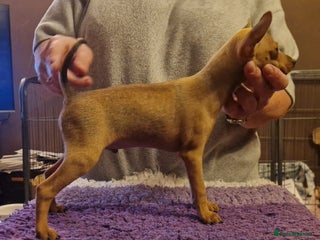 Miniature Pinscher dogs - Advert 1