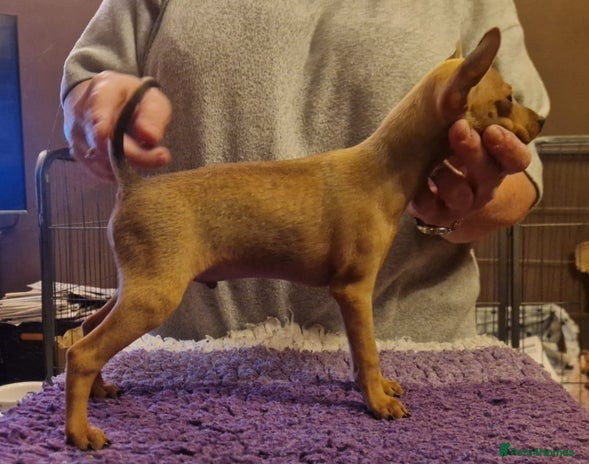 Miniature Pinscher dogs - Advert 2