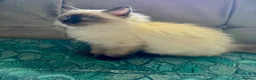 Ragdoll cats for sale: Ragdoll kittens - Advert 15