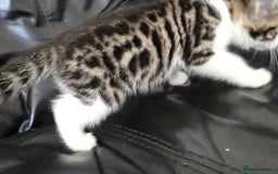 Bengal cats for sale:  Bengal with long haired blk & white kittens - Image 11