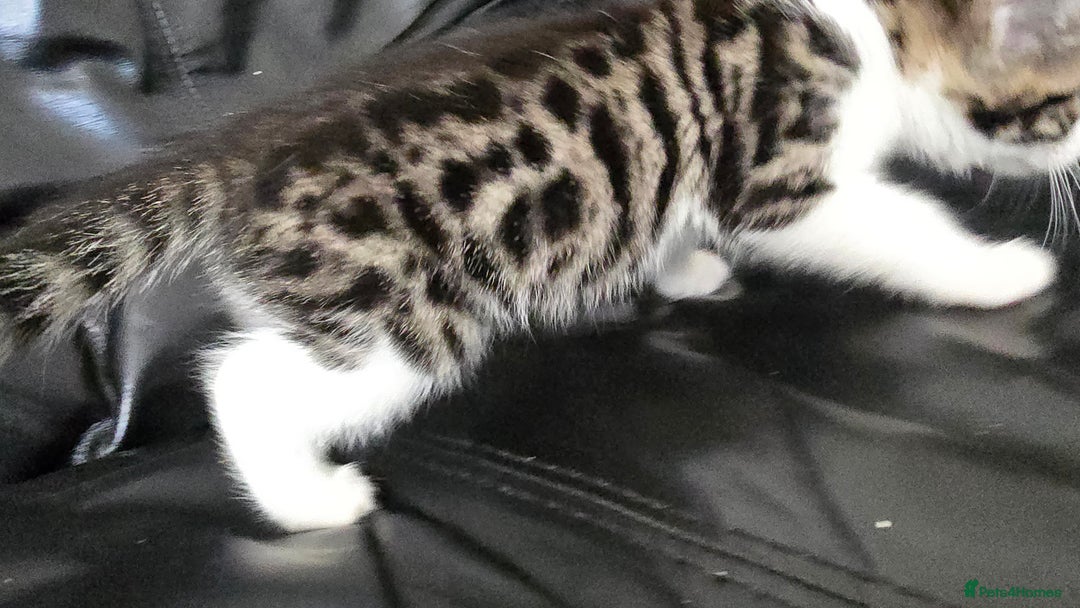 Bengal cats for sale:  Bengal with long haired blk & white kittens - Image 11
