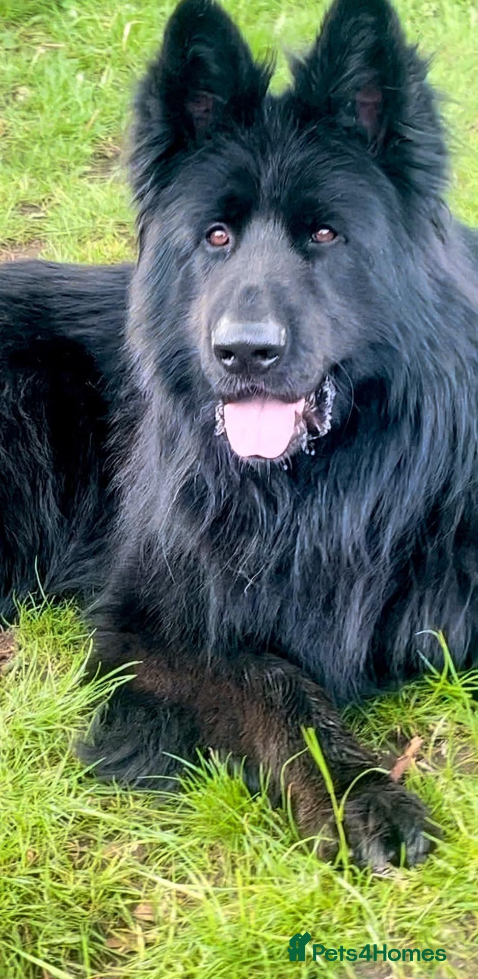 German Shepherd dogs Beautiful top quality long haired German shepherds - Advert 2