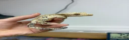 Gecko reptiles for sale: Ink blotch super dalmation crested geckos - Advert 6