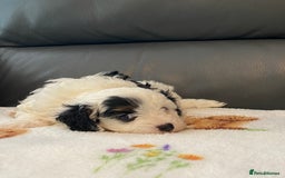 Cavapoo dogs for sale: Super cute, health tested, friendly Cavapoo pups  - Image 9