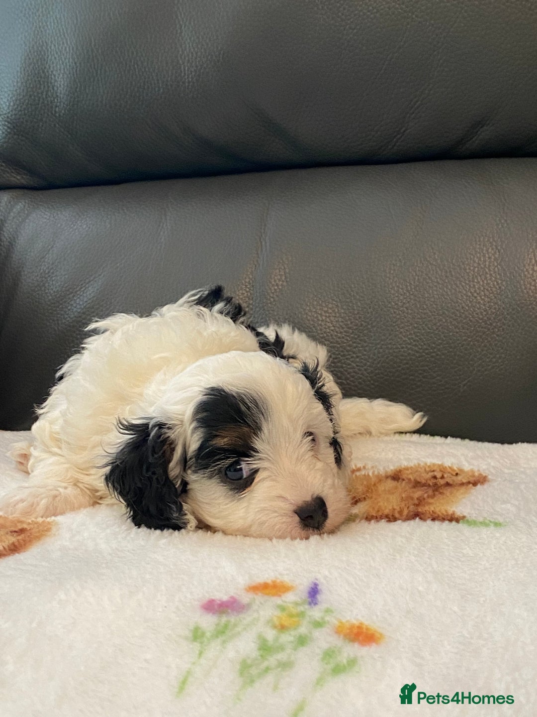 Cavapoo dogs for sale: Super cute, health tested, friendly Cavapoo pups  - Image 9