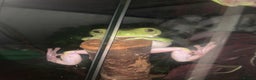 Frog reptiles for sale: 4 whites tree frog and enclosure - Advert 7