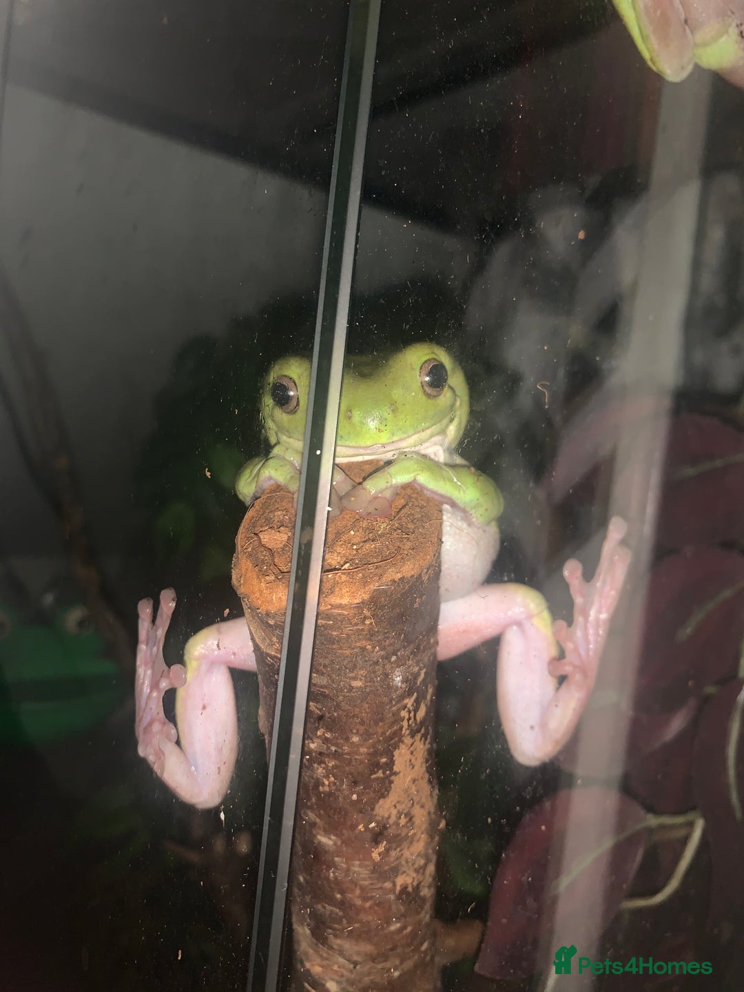 Frog reptiles for sale: 4 whites tree frog and enclosure - Advert 7