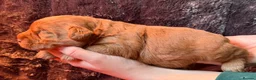 Labradoodle dogs for sale: Stunning red Labradoodle puppies  - Advert 8