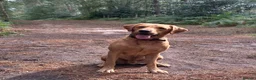 Labrador Retriever dogs for sale: Beautiful pure labrador retriever puppies. - Advert 17