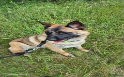 Mixed Breed dogs for sale: 1 year old bitch  - Image 2