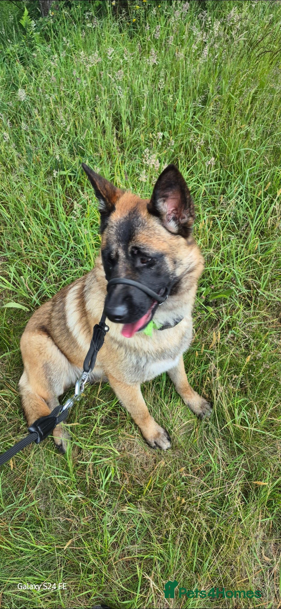 Mixed Breed dogs for sale: 1 year old bitch  - Image 2