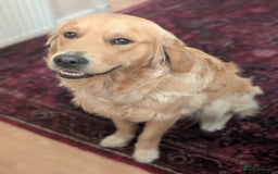 Golden Retriever dogs for stud: Fully Health Tested KC Golden Retriever For Stud in Saltcoats - Image 6